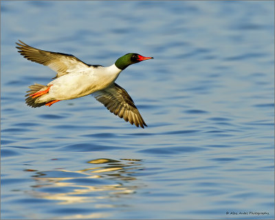 Common Merganser