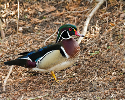 Wood Duck