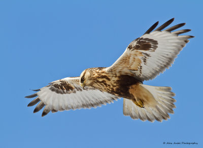 Rough-legged Hawk