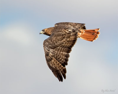 Red tail hawk