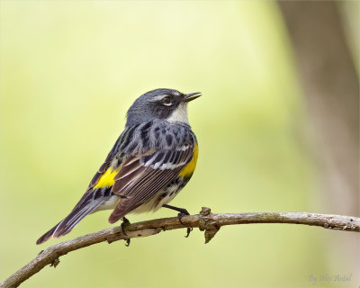 Yellow-rumped Warbler