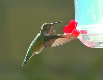 Hummingbird_3