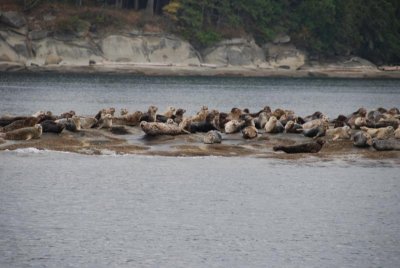 Harbour Seals, Strait of Georgia 10