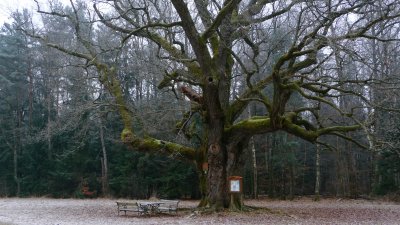 oldest European Oak tree