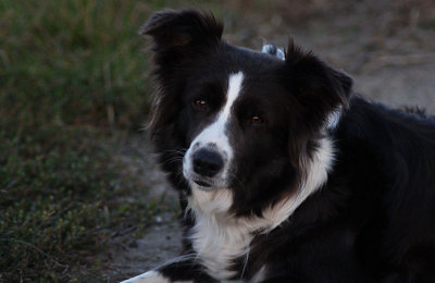 Moni, a 4 Year old Border Collie