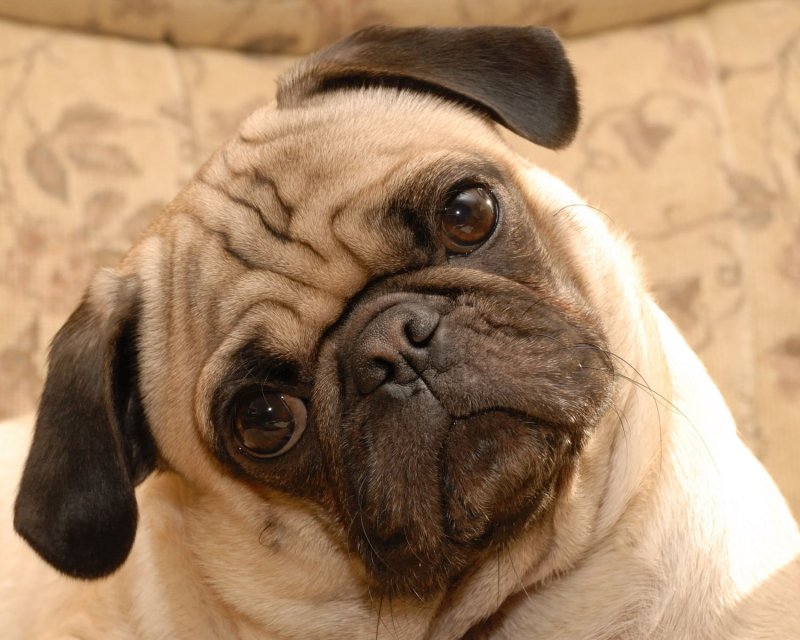 Otto the Pug