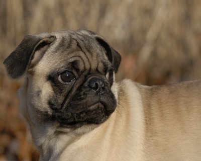 Otto the Pug