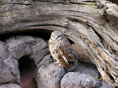 burrowing_owl