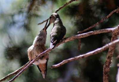 Broad-tailed Hummingbirds
Mountaindale RV park