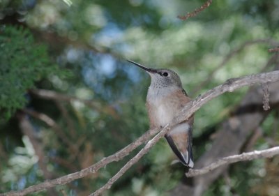 Broad-tailed Hummingbird