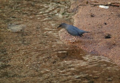 American Dipper
Seven Falls