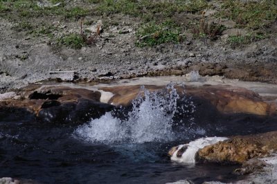 Young Hopeful geyser