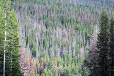 Pine Beetle damage...