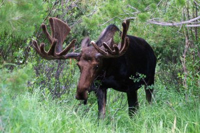 Bull Moose at our campground