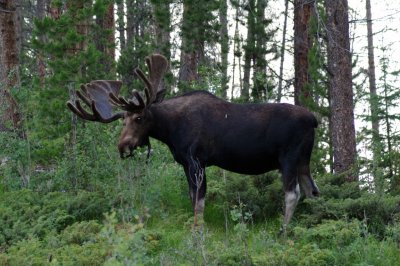 Bull Moose at campground