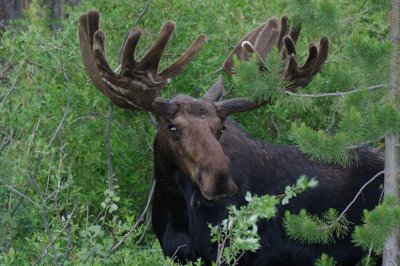 Bull Moose at campground