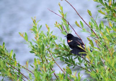 Red-winged Blackbird