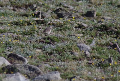 American Pipit