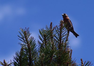 Red Crossbill