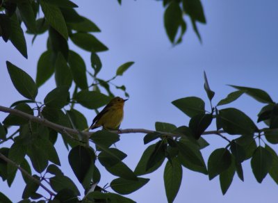 Yellow Warbler