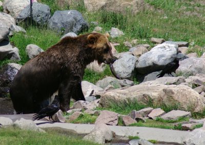 Grizzly and Wolf Center