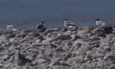 Franklin's Gulls eating midge flies