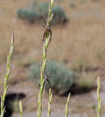 Orbweaver