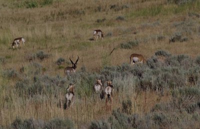 Pronghorn