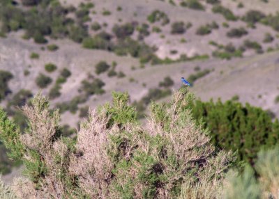 Mountain Bluebird