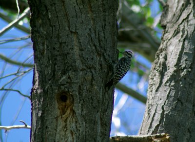 Ladder-Backed Woodpecker