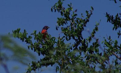 Painted Bunting