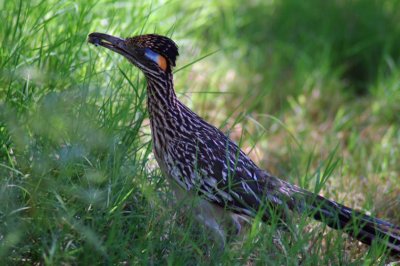 Greater Roadrunner