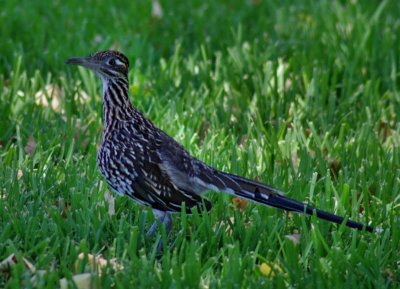 Greater Roadrunner