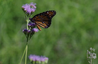 Queen butterfly