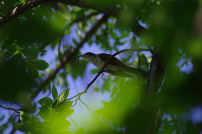Yellow-Billed Cuckoo