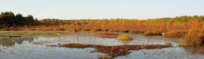 Autumn Morn Upon the Marsh.tif