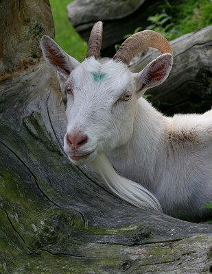 woody goat 2.jpg