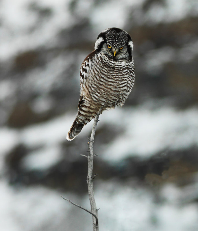 owl.jpg
