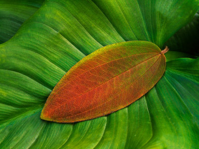 Leaf on Leaf
