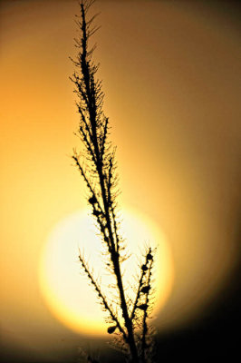 9/15/08 - Grass Closeup At Sunrise
