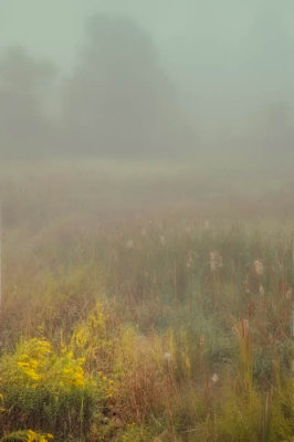 10/3/08 - Foggy Wetlands