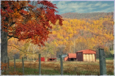 11/08/08 - Down on the Farm