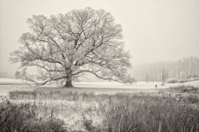 11/19/08 - One Last Oak IR