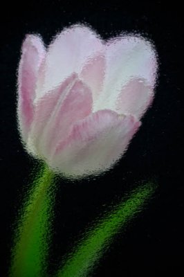 1/5/09 - Tulip