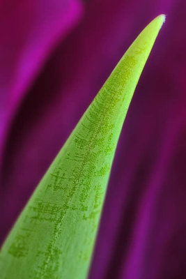 1/12/09 - Floral Macro Abstract