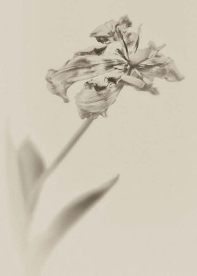 1/26/09 - Faded Tulip