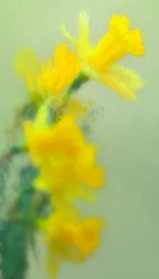 02/03/09 - Daffodils through Glass