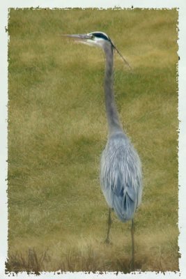 02/11/09 - Great Blue Heron