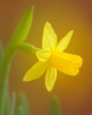 03/01/09 - Daffodil Montage
