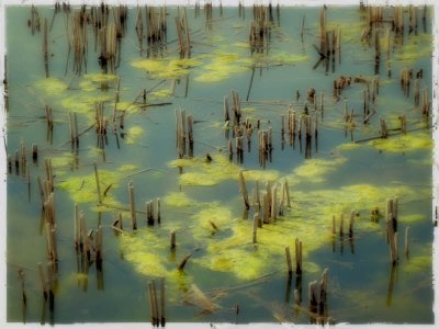 03/24/09 - Pond Scum Abstract